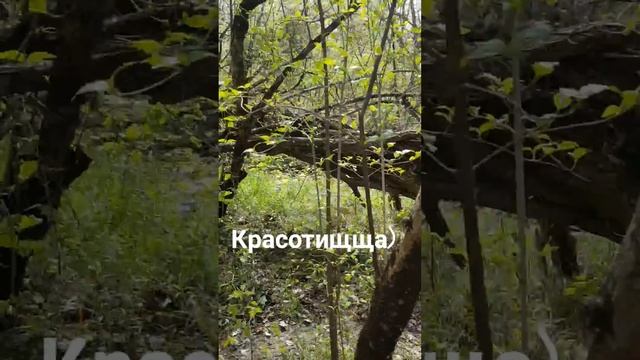 Поездка в лес. Ласпи.Крым #ласпи #крым2021 #севастополь2021 #крымскийлес