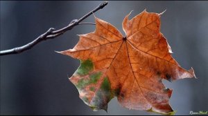 О. Генри. Последний лист (Аудиокнига)