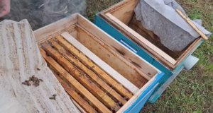 Осы разграбили пчелосемьи на пасеке. Исправляем ситуацию.