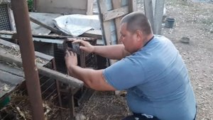 Купил нутрят на племя у очень расчётливой хозяйки.