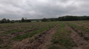 Мини техника и 7 Га голубики