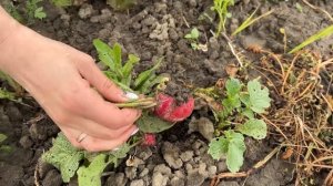 ВЫХОДНЫЕ НА ДАЧЕ/ЛАВАШ С ЗЕЛЕНЬЮ/АЛЬПИЙСКАЯ ГОРКА/ #домвдеревне #дача