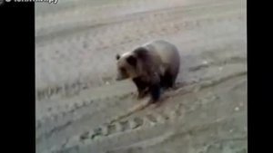 Медведь и тракторист