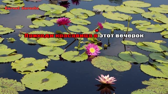 Formatia Curnut (Группа Курнуц) - А у нас на озере лилии цветут - КАРАОКЕ (italo disco) karaoke