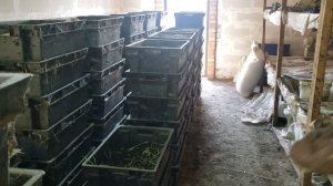 Разведение навозного червя как дополнительный заработок.