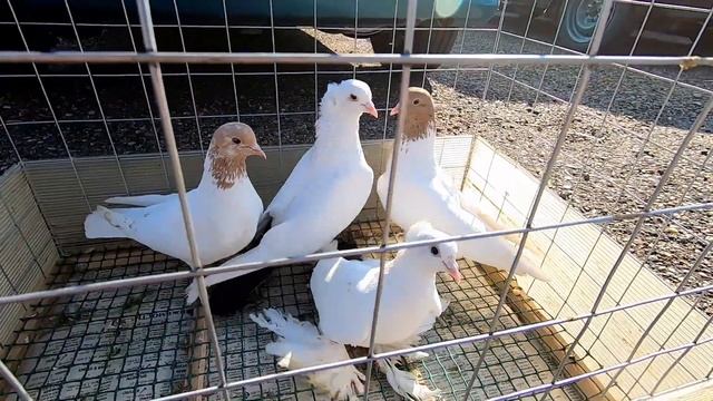 ГОЛУБИ.ЦЕНЫ на ГОЛУБЕЙ - июнь 2024г Анжеро-Судженск. смотреть онлайн