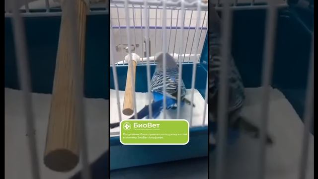 Попугайчик Филя приехал на подрезку когтей в клинику БиоВет Алтуфьево.