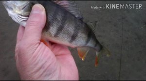 Окуни на отводной поводок на Китайскую Тиогу,проводка SOS#рыбалка