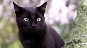 Мурчание. Сибирский кот. Успокаивает нервы и восстанавливает нервную систему