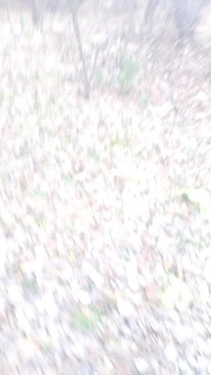 кормим белочек