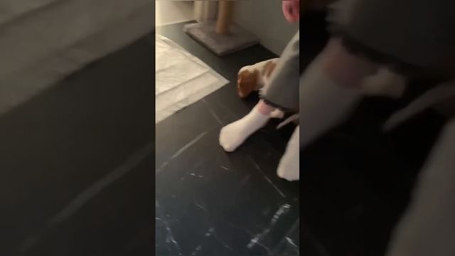 Щенок благополучно доехал Липецк-СПб. Благодарим компанию taxizoooganezova за бережную доставку! смотреть онлайн