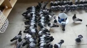 Балконная Жизнь Дерешей 4