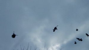 Голуби Белицкое Донецкая область