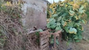 87. БЫТ СЕМЬИ  на итальянском ОСТРОВЕ. Все заботятся о самом маленьком на хуторе!