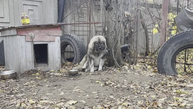 ⛔ Молли посадили на цепь в гаражах