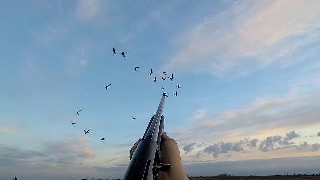 Закрытие охоты на гуся. Часть 1.Охота на гуся в Беларуси 25.04.20. Гусь 2020. Goose hunting. смотреть онлайн