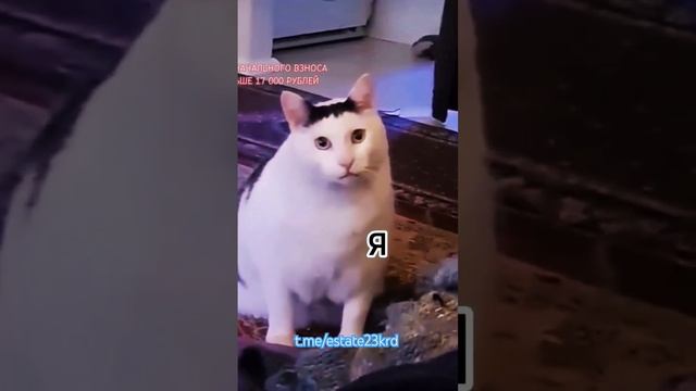 МЕЧТЫ И РЕАЛЬНОСТЬ. Хватит доверять Авито, обращайтесь к нам, только проверенные квартиры #краснода