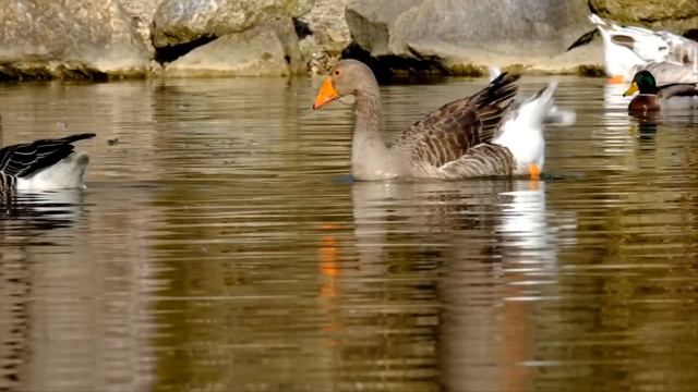 Ради квартиры терпел жену с "заскоками" и за год вымотался до предела. "Спусти её с лестницы" - дал смотреть онлайн