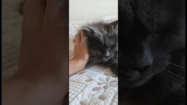 Кот с крайне переменчивым настроением! смотреть онлайн