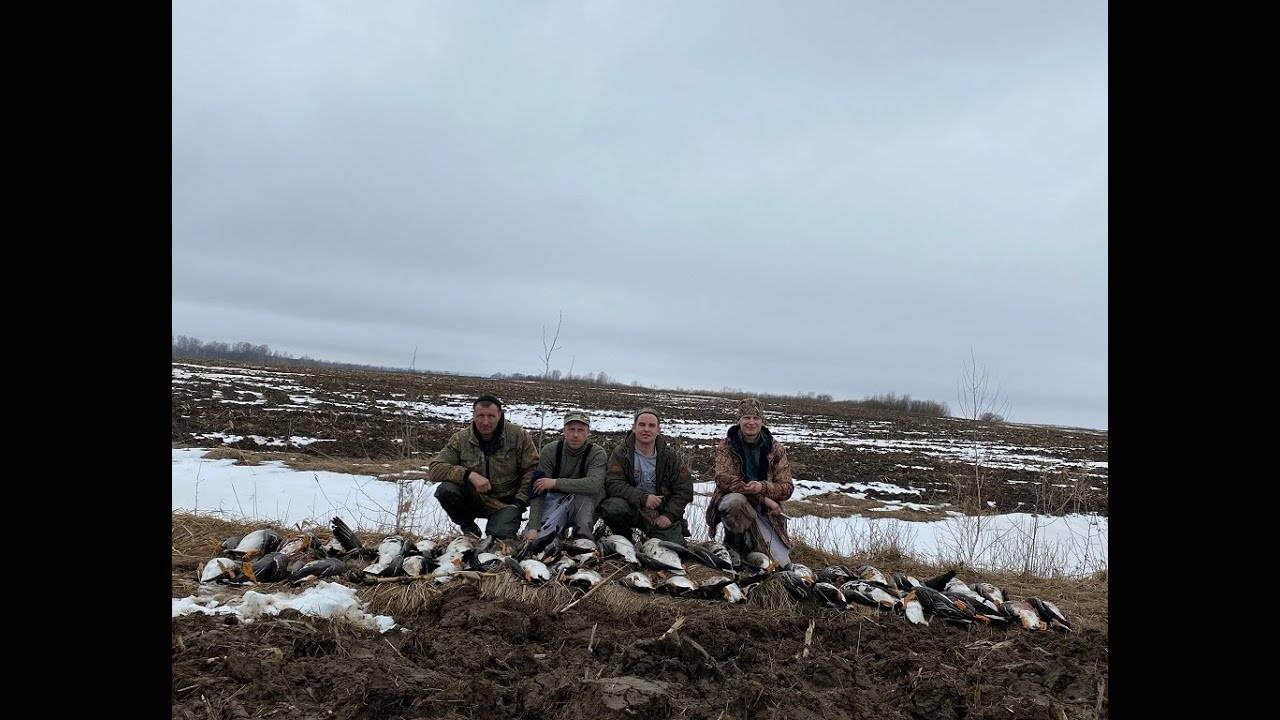 Открытие охоты на гуся! Охота га гуся 2023! Охота в Беларуси. 1.04. 2023 смотреть онлайн