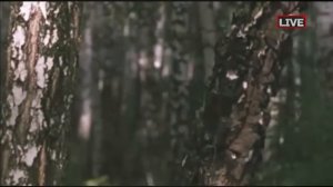 Привет, Андрей! Песни про деревья 22.06.2024