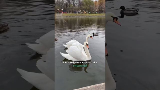 Мы расскажем все самое интересное о Москве #москва #агентствонедвижимости #инвестиции смотреть онлайн