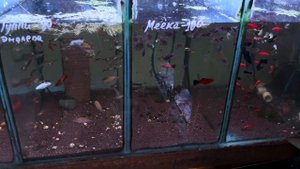 ПТИЧИЙ РЫНОК, САДОВОД, МОСКВА. Обзор за конец июля-начало августа. Ассортимент рынка. Обзор рыб.