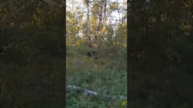 Ракитинка Омск смотреть онлайн