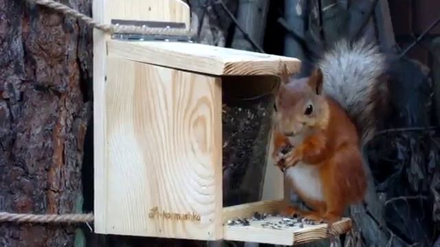 Кормушка для белок "Белочка" смотреть онлайн