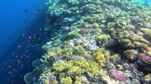 Egypt. Reef Sharm-El-Sheikh - Египет. Риф Шарм-Эль-Шейх