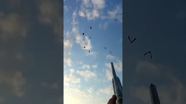 Один из лучших налётов гусей этого сезона! смотреть онлайн