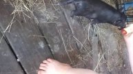 Piggy baby likes apples!
