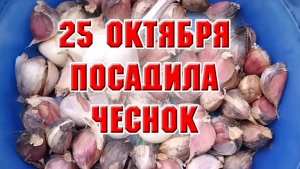 Посадила чеснок