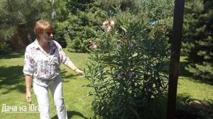 Дача на Юге - Олеандры на даче