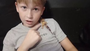 плюсы и минусы содержания геккона эублефара