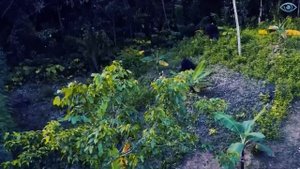 Дрон Случайно Сделал Леденящее Душу ФОТО, Пролетая Над Джунглями! Топ 20