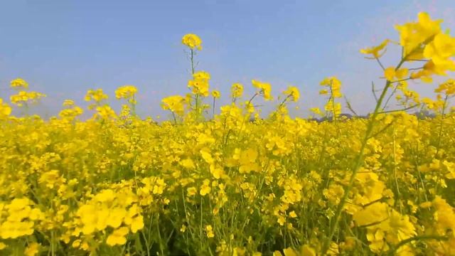 Тебе на халяву досталась квартира от мужа Ты продашь ее и поделишься деньгами со мной, сказала смотреть онлайн