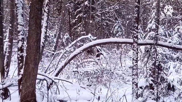 Охота на волка!!! И не только. Лучшее. Сезон 2021!!! Вспомнить всё!!!/Wolf hunting !!! And not only