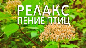 Пение птиц в лесу. Прогулка в лесу.Звуки природы. Пение соловья.