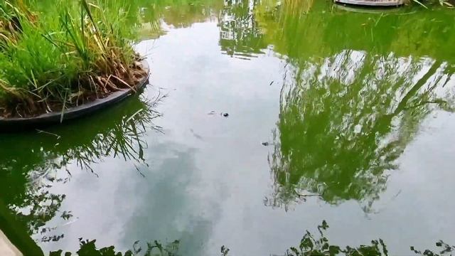 Остров черепах в Сочи. Что посетить в Сочи. Центр Сочи. смотреть онлайн