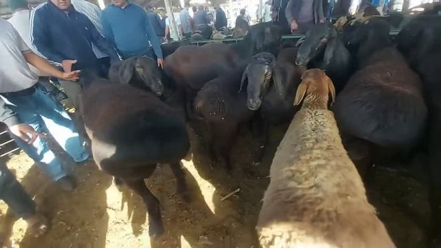 Молбозори Душанбе нархи гови сементал говои пеши бозор 31 августа 2022 г.