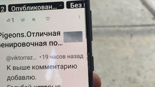 #Pigeons.Почему голуби на 2-3 год гона теряют лётные способности. смотреть онлайн