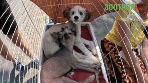 Собачий базар Одесса. Староконный рынок. Продажа собак. Разные породы собак. Птичий рынок. #зоотроп