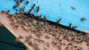 Релакс голосом сибирской пчелы