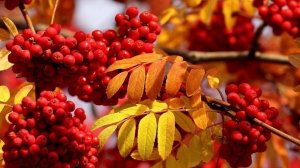 Открытка для поднятия настроения - #настроение #добрыйдень #день #красиваявидеооткрытка