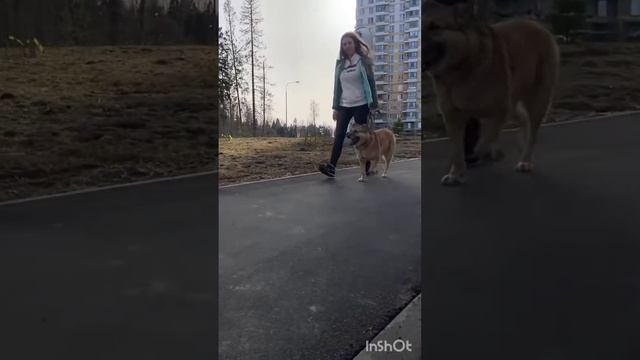 Баффи! Чудесная семейная собака в поисках дома. Добрая, ласковая, очень любит детей!