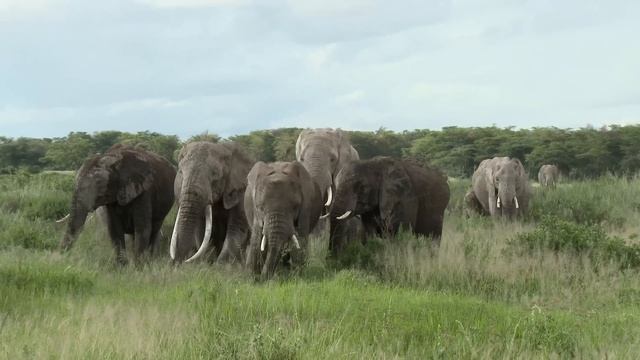 KENYA'NIN VAHŞİ DOĞASI | Yaban Hayatı ve Doğa Belgeseli 🦁🐾 смотреть онлайн