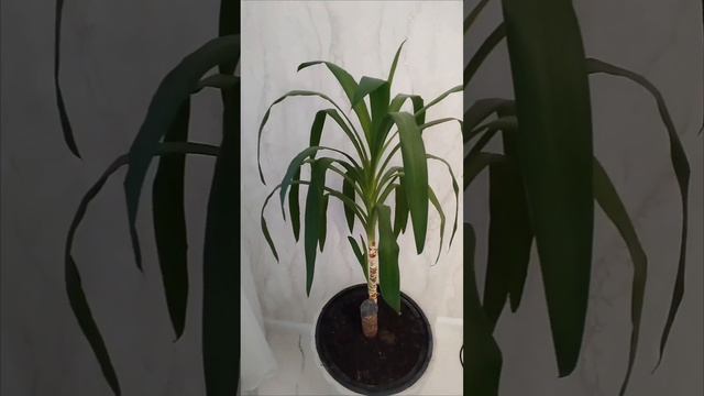 НУ ЗДРАВСТВУЙ П Я Т Н И Ц А 😃! САМОЕ ПРИЯТНОЕ СЛОВО ЗА ВСЮ РАБОЧУЮ НЕДЕЛЮ #в предвкушениивыходных# смотреть онлайн