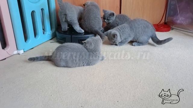 Уморительно смешно. Британские котята атакуют робот пылесос и дезориентируют его полностью😆 смотреть онлайн