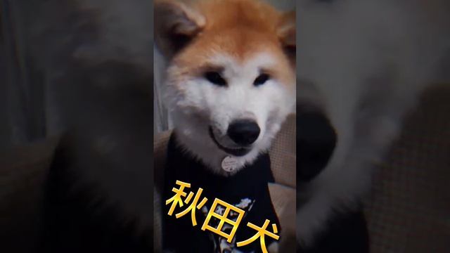 Скажи что нибудь по японски! #акита #dogs #doglife #дома #puppy #голос #японец #top #топ смотреть онлайн